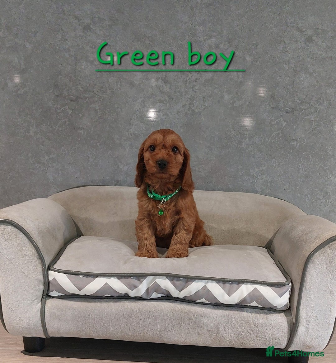 Cockapoo dogs for sale: Beautiful Red F1 Cockapoo puppies - Image 1
