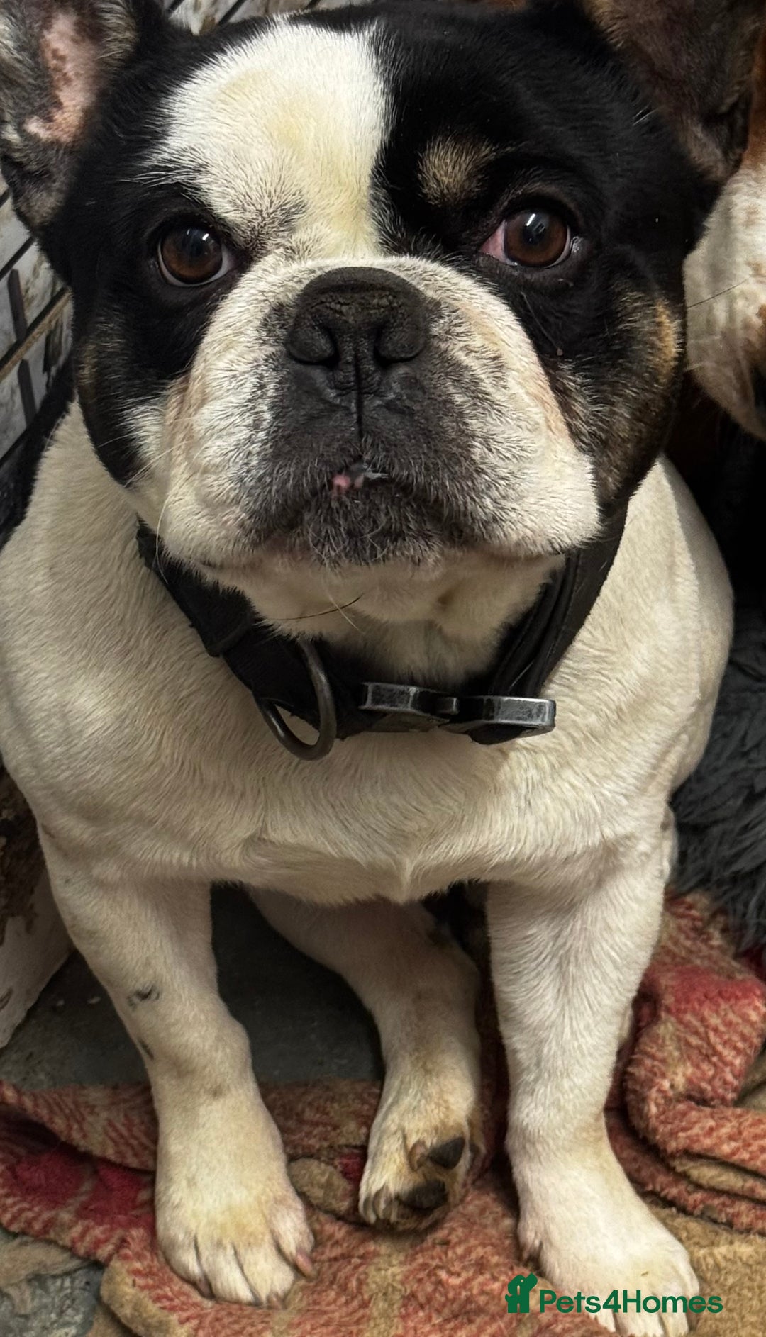 French Bulldog dogs for sale: Beautiful French bulldog  - Advert 2