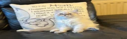 Persian cats for sale: Ready Now -  playful colourpoint Persian kitten(M) - Advert 5