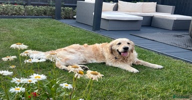 Golden Retriever dogs - Advert 7