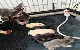 French Bulldog dogs for sale: French bull dogs for sale  - Image 15