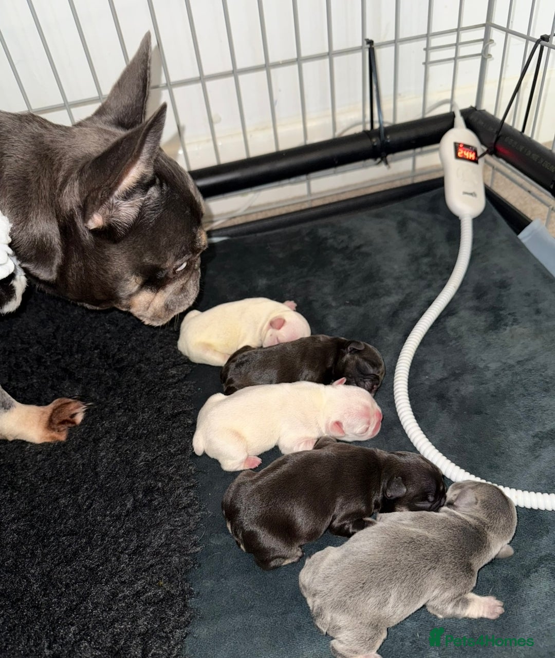 French Bulldog dogs for sale: French bull dogs for sale  - Image 15