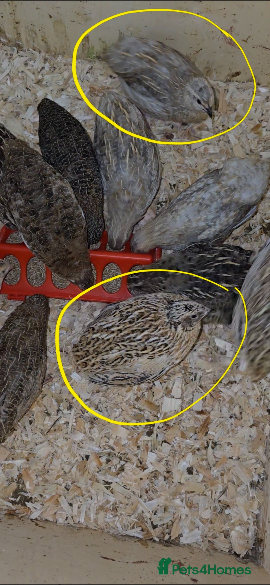 Quail poultry Beautiful Mixed Colour Coturnix Quail Males - Advert 1