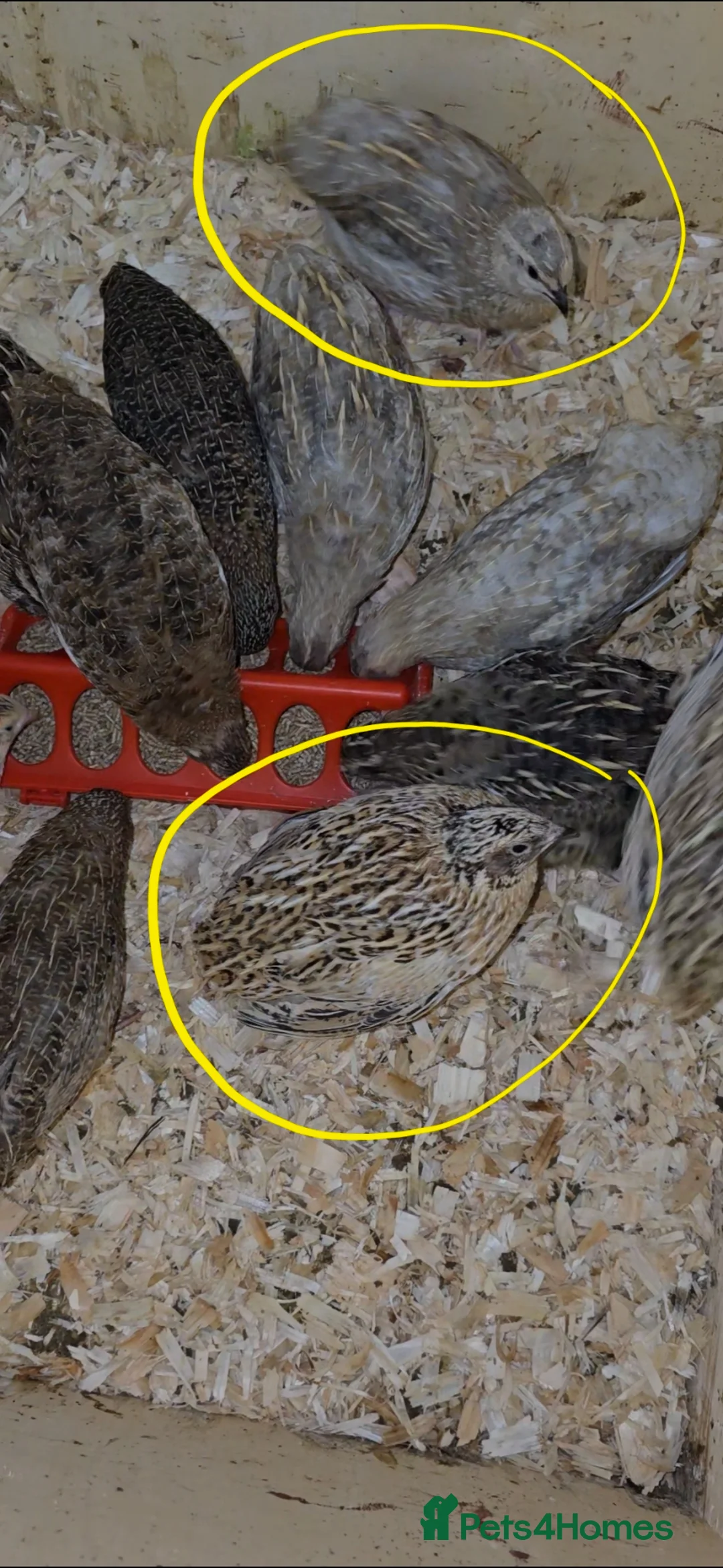 Quail poultry for sale: Beautiful Mixed Colour Coturnix Quail Males - Advert 1