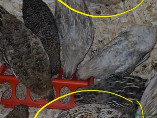 Quail poultry for sale: Beautiful Mixed Colour Coturnix Quail Males - Advert 1
