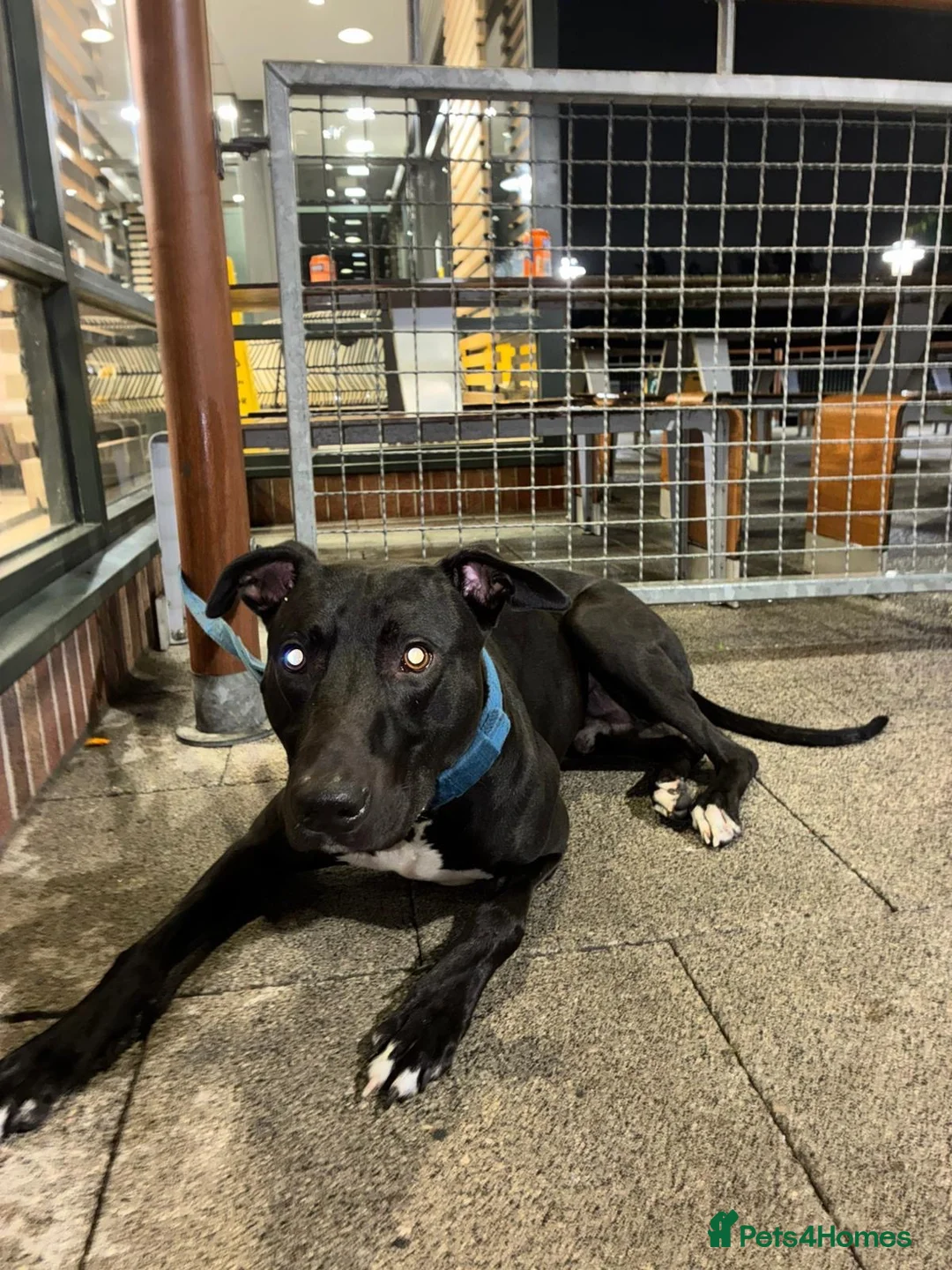 Lurcher dogs for sale: Bull x for sale  in Glasgow - Advert 1