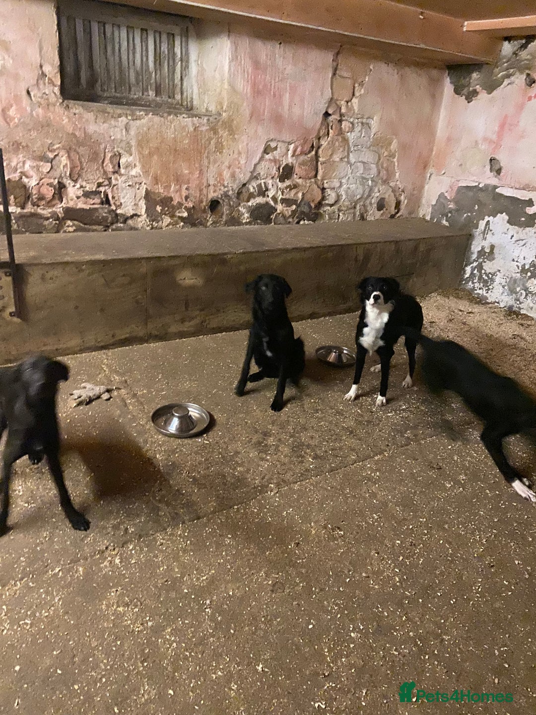 Mixed Breed dogs for sale: Collie x Huntaway pups - Advert 4