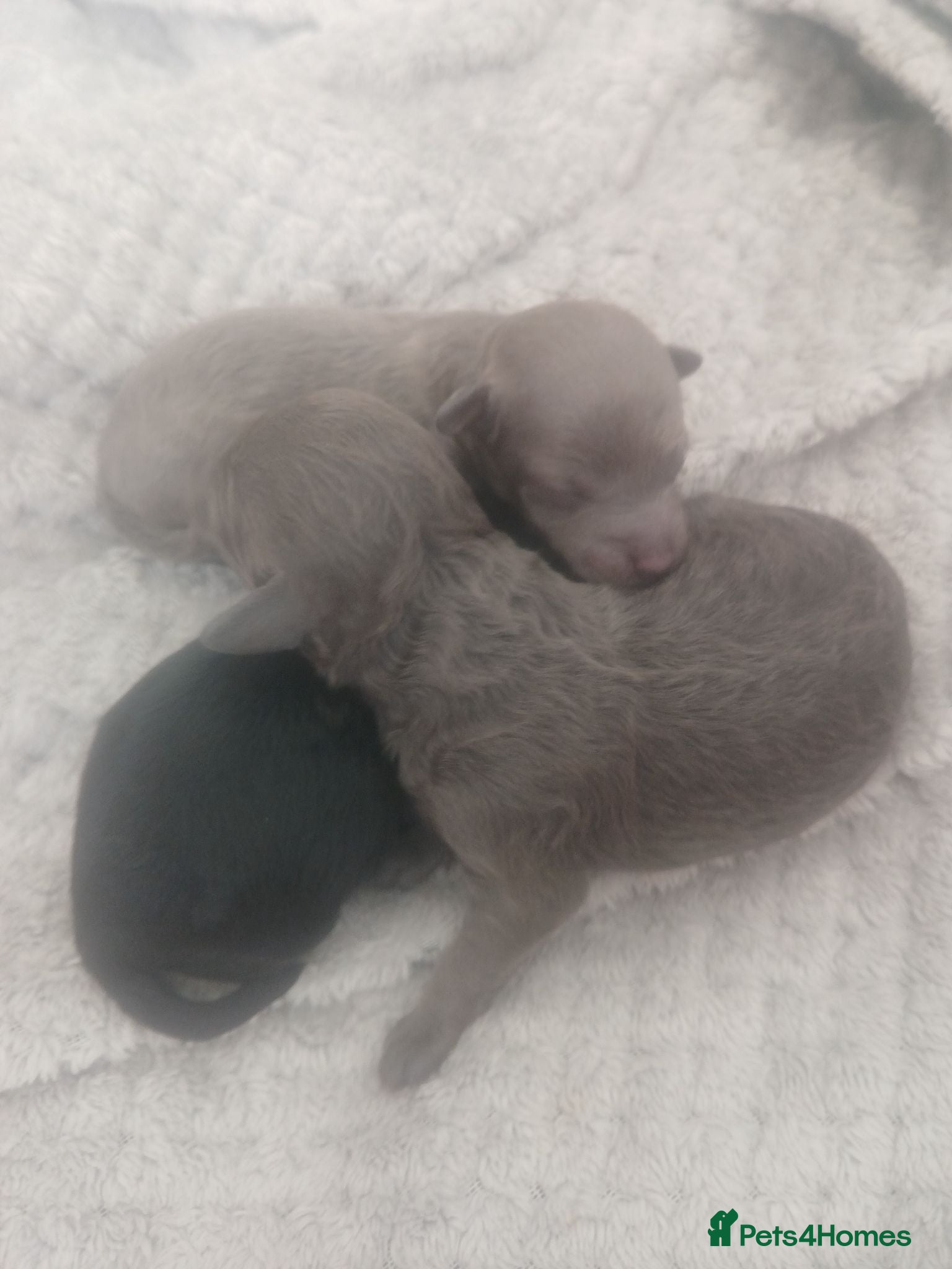 Toy Poodle dogs Gorgeous toy poodle puppies 🐶 for sale 😍  - Advert 1