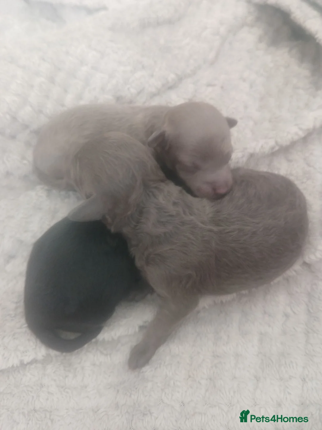 Toy Poodle dogs for sale: Gorgeous toy poodle puppies 🐶 for sale 😍  - Advert 1