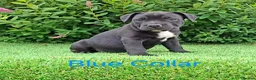 Staffordshire Bull Terrier dogs for sale: Classic Staffordshire Bull Terrier Puppies  - Advert 20
