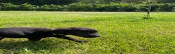 Labrador Retriever dogs for sale: Labrador puppies in Sittingbourne - Advert 11