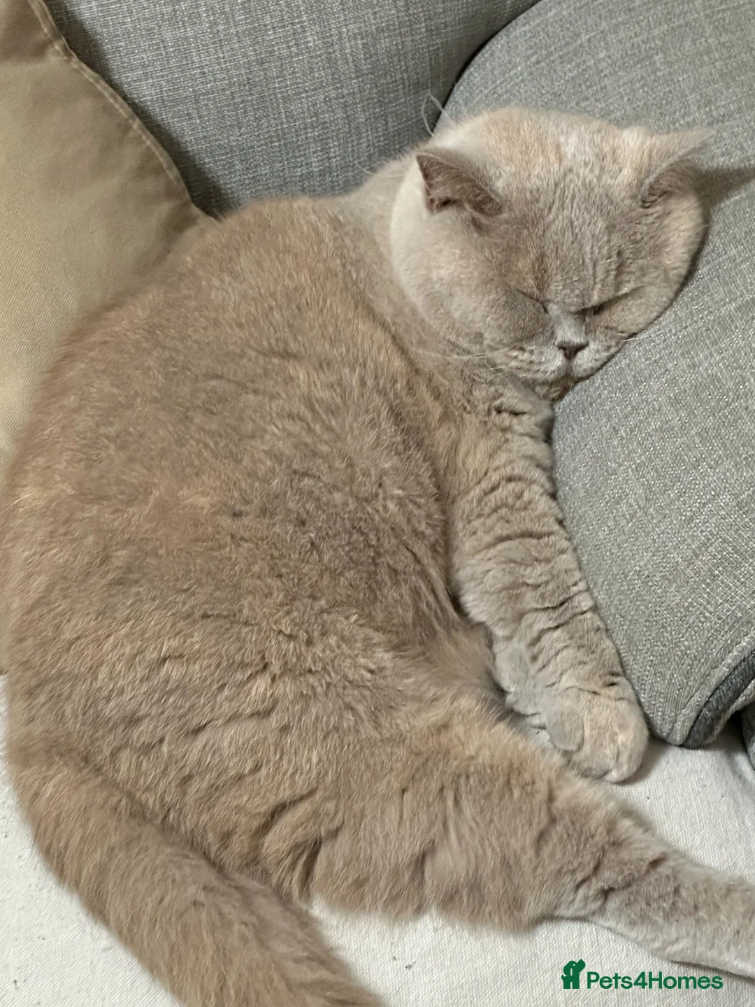 British Shorthair cats for sale: Cupcake is looking for a new home in Birmingham - Advert 4
