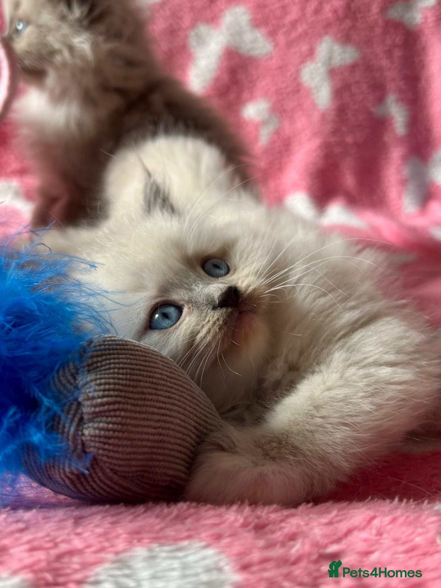 Ragdoll cats Beautiful Tica registered Ragdolls babies 🌸 - Advert 2