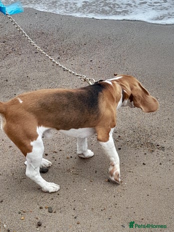 Beagle dogs - Advert 13