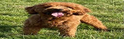 Goldendoodle dogs for stud: Goldendoodle stud Dog  in Driffield - Advert 6