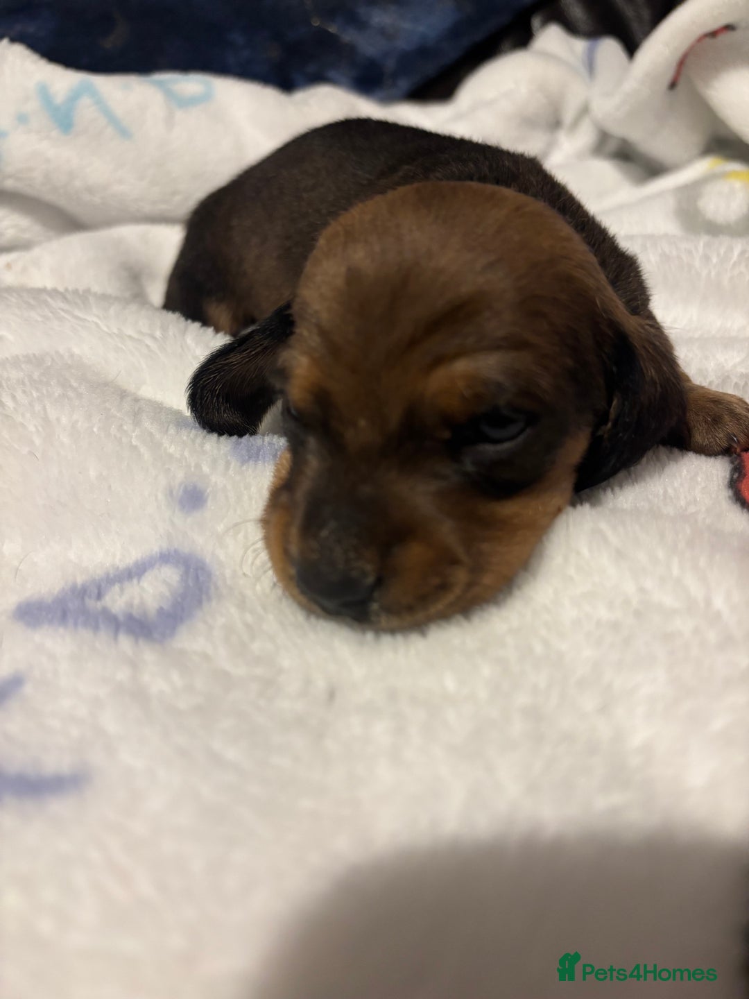 Miniature Dachshund dogs for sale: Mini smooth haired dachshund puppies - Advert 8