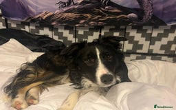Border Collie dogs for adoption: Meet LOKI !  He desperately needs a Loving Home ! - Image 9