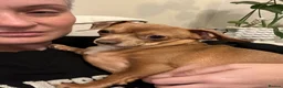 Chiweenie dogs for adoption: Chiweenie looking for perfect forever home  - Advert 8