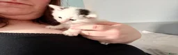 Mixed Breed cats for sale: Beautiful kittens  in Heanor - Advert 7