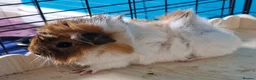 Guinea Pig rodents for sale: Beautiful funky guinea pigs - Advert 19