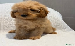 Cockapoo dogs for sale: LICENSED BREEDER quality health tested cockapoos  - Image 6