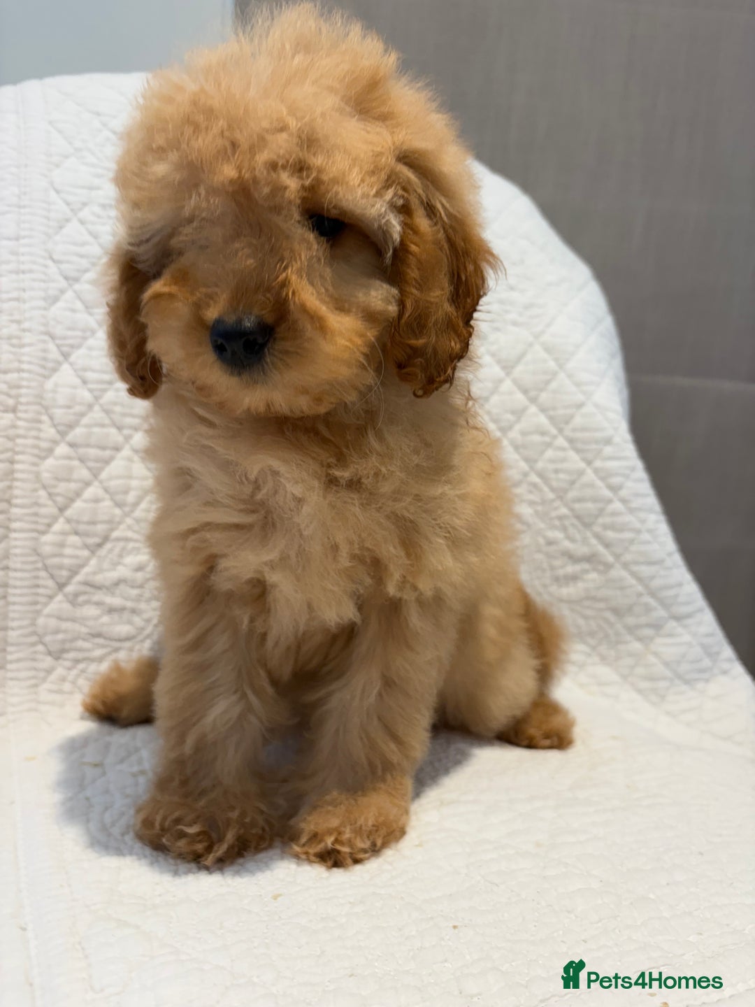 Cockapoo dogs for sale: LICENSED BREEDER quality health tested cockapoos  - Image 6