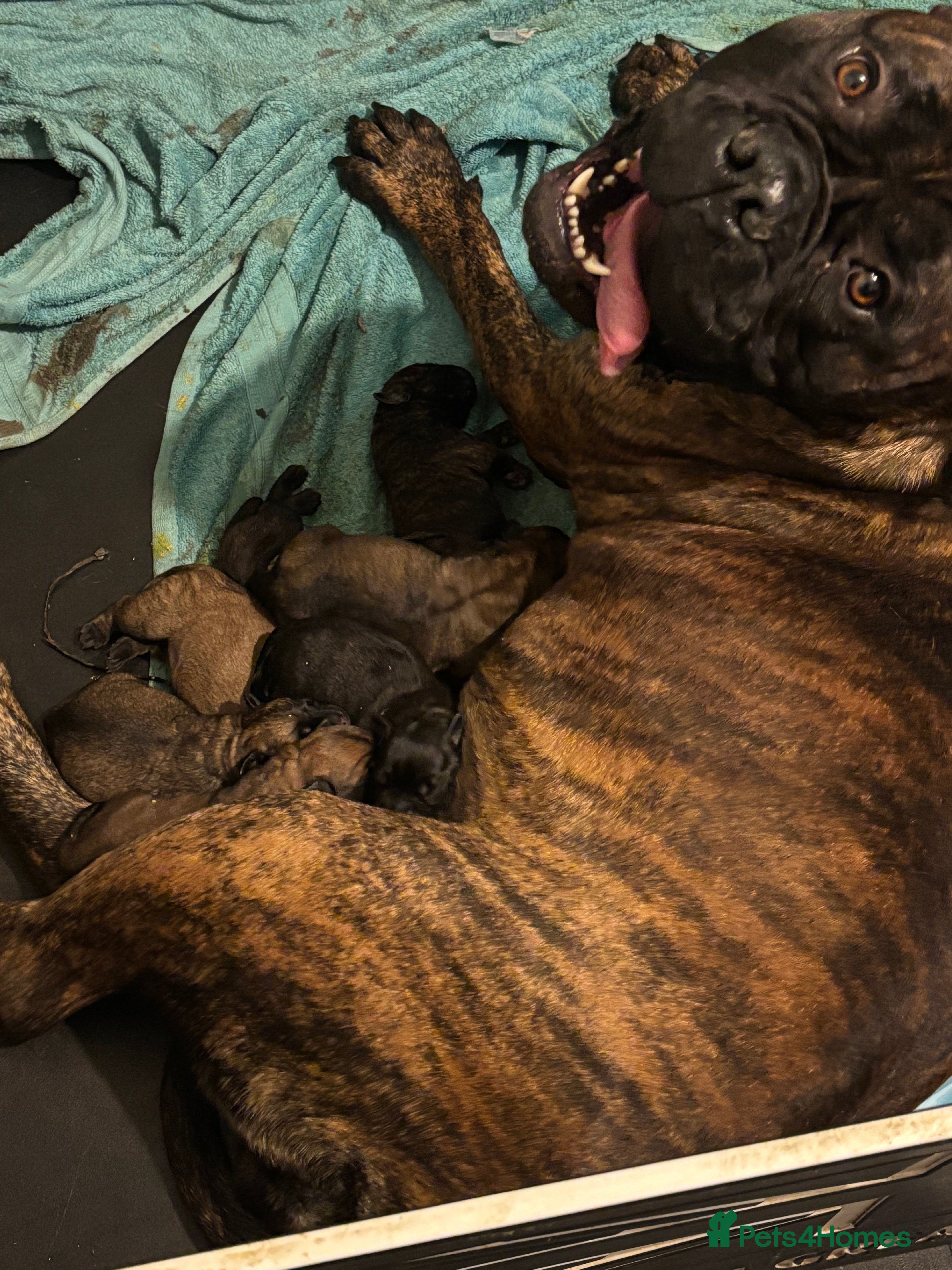 Bullmastiff dogs Stunning bullmastiff puppies  - Advert 3