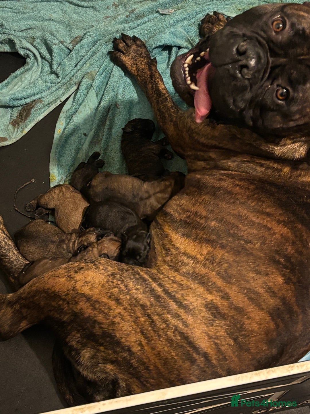 Bullmastiff dogs for sale: Stunning bullmastiff puppies  - Advert 1