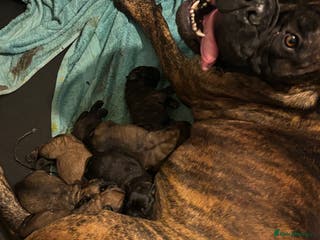 Bullmastiff dogs Stunning bullmastiff puppies - Advert 1