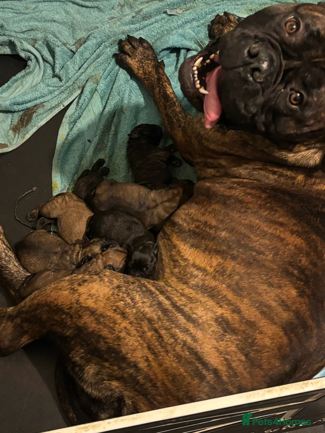Bullmastiff dogs for sale: Stunning bullmastiff puppies  - Advert 1