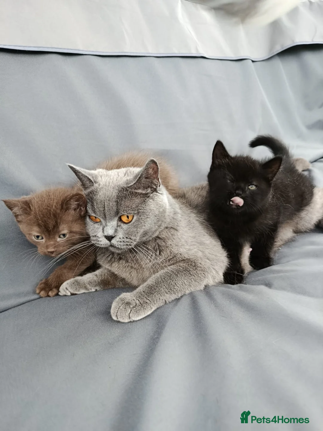 Mixed Breed cats for sale: Lovely kitchen  in Dagenham - Advert 2