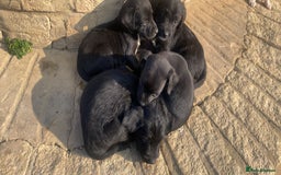 Mixed Breed dogs for sale: Puppys - Image 6