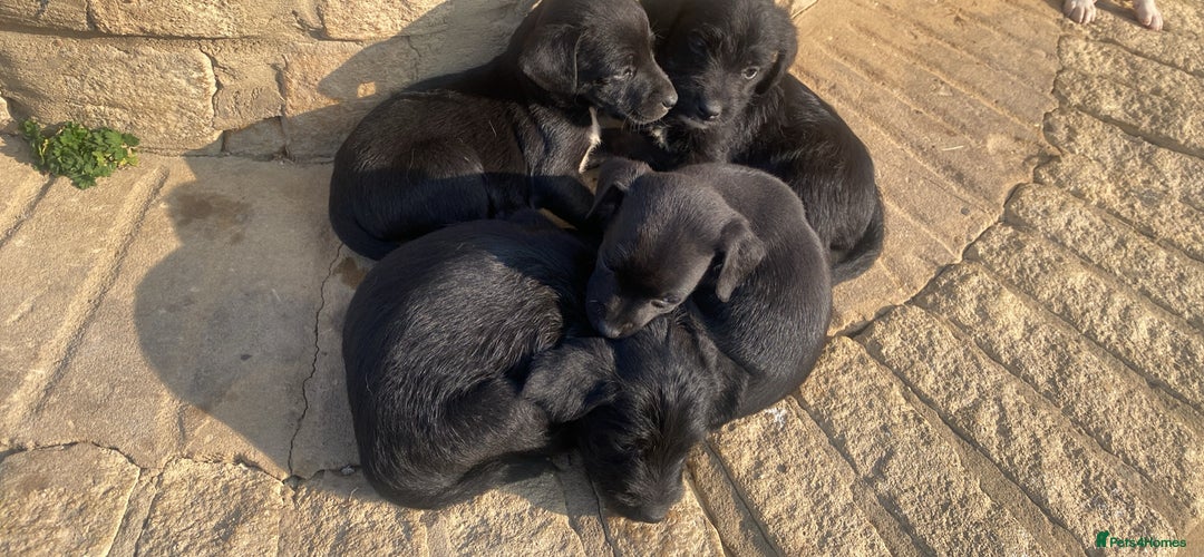 Mixed Breed dogs for sale: Puppys - Image 6