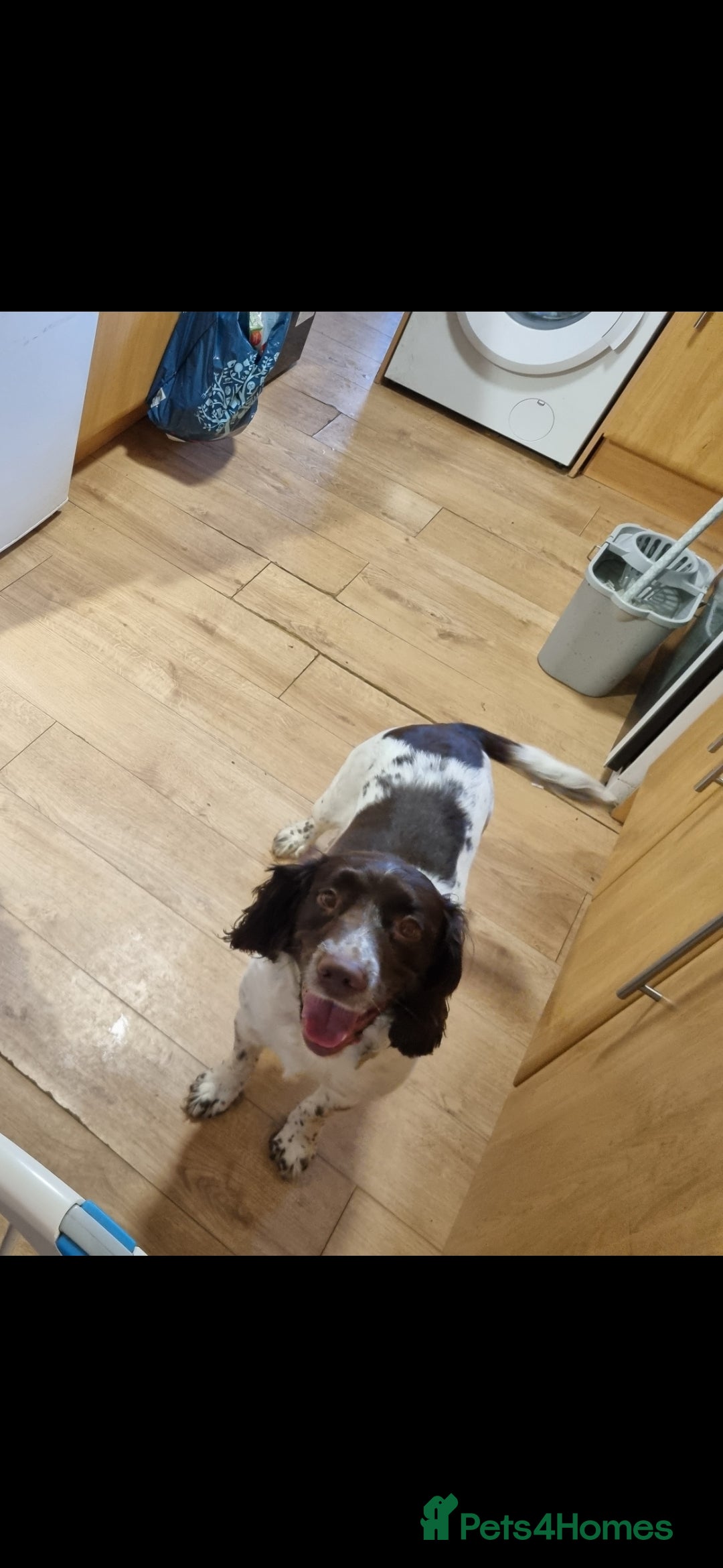 English Springer Spaniel dogs for sale: Female springer  - Advert 2