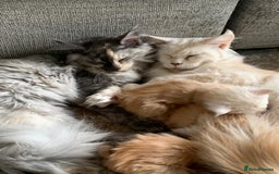 Maine Coon cats for sale: Beautiful rare colour pedigree Maine Coon kittens - Image 10
