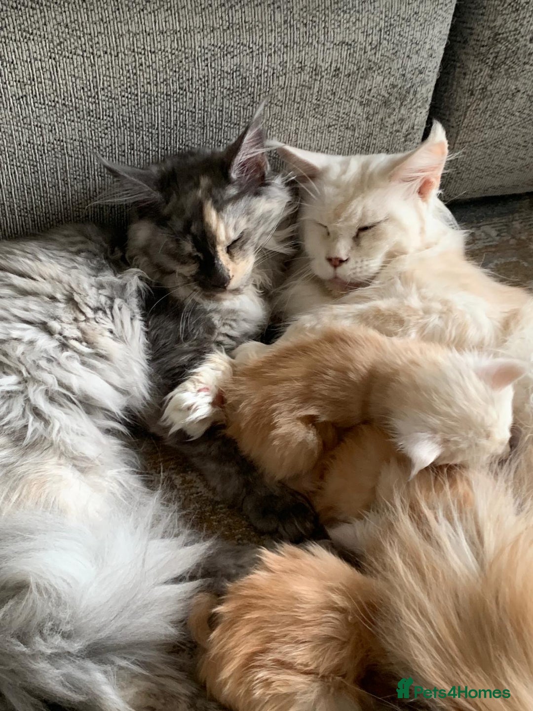 Maine Coon cats for sale: Beautiful rare colour pedigree Maine Coon kittens - Image 10