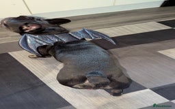 French Bulldog dogs for sale: Male Frenchie 13 months old  - Image 4