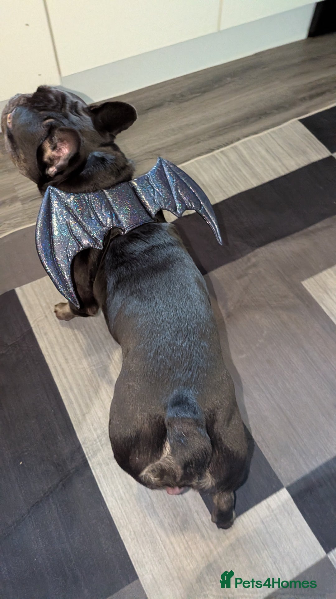 French Bulldog dogs for sale: Male Frenchie 13 months old  - Image 4