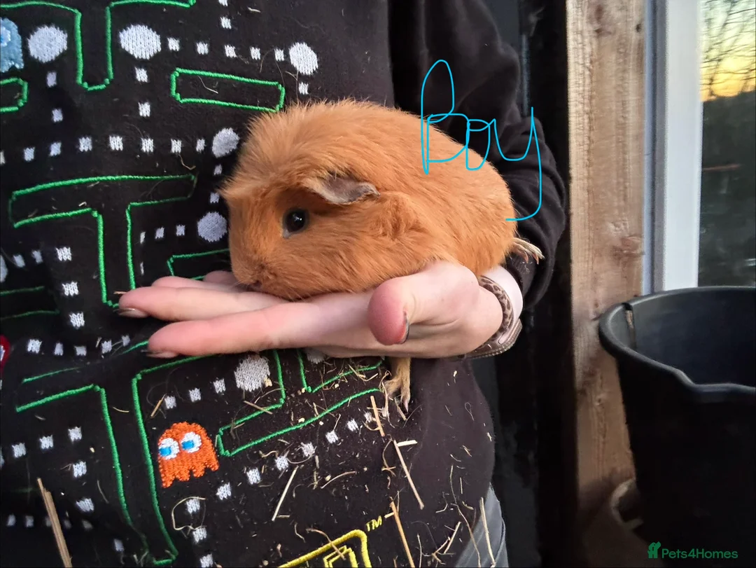 Guinea Pig rodents for sale: 3 baby boys 1 adult boy guinea pigs - Advert 4