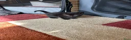 Mixed Breed cats for sale: 3 lovely female kittens  - Advert 6