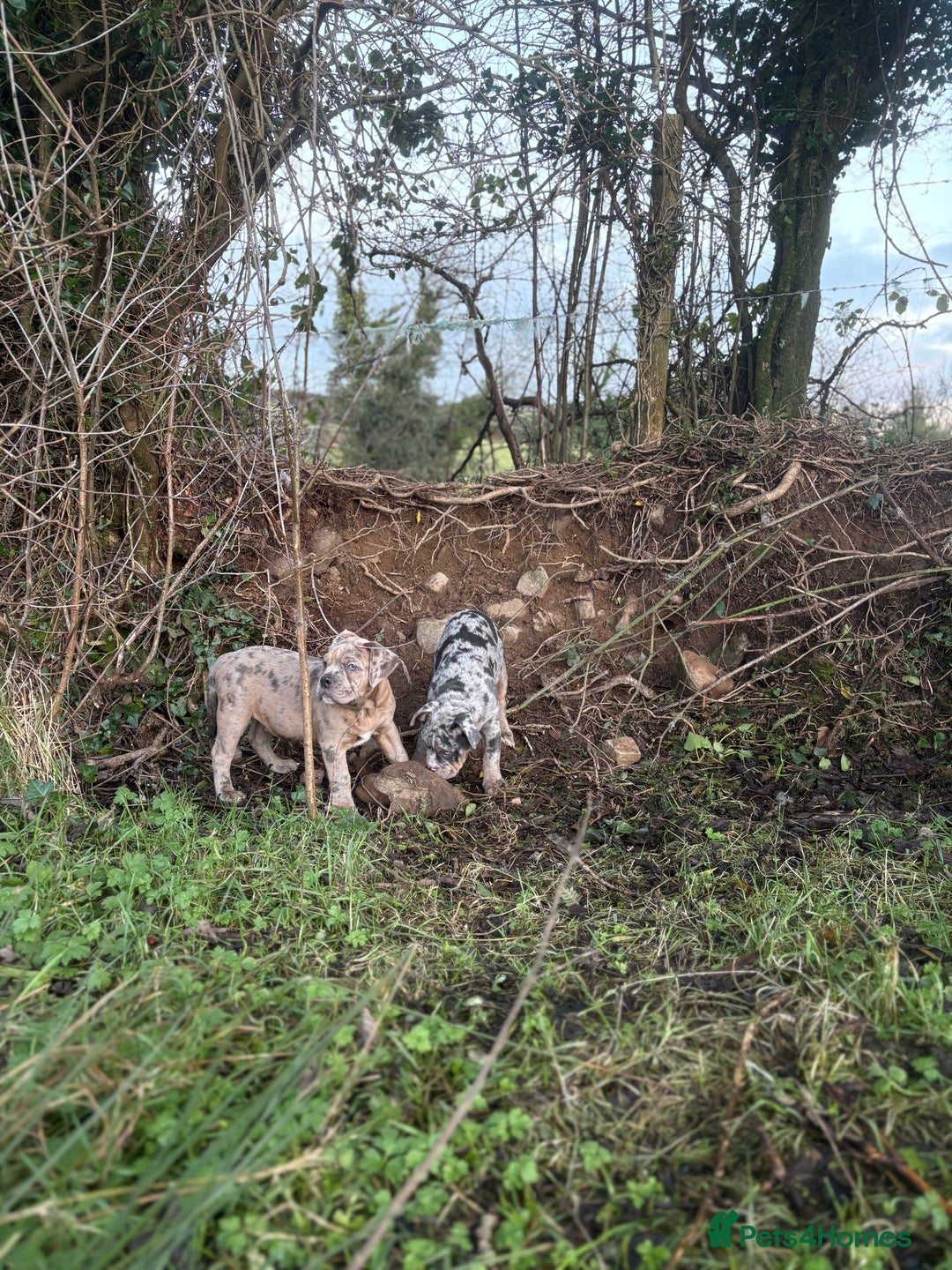 Olde English Bulldogge dogs for sale: 3 male puppy Olde English Bulldogges left - Advert 23