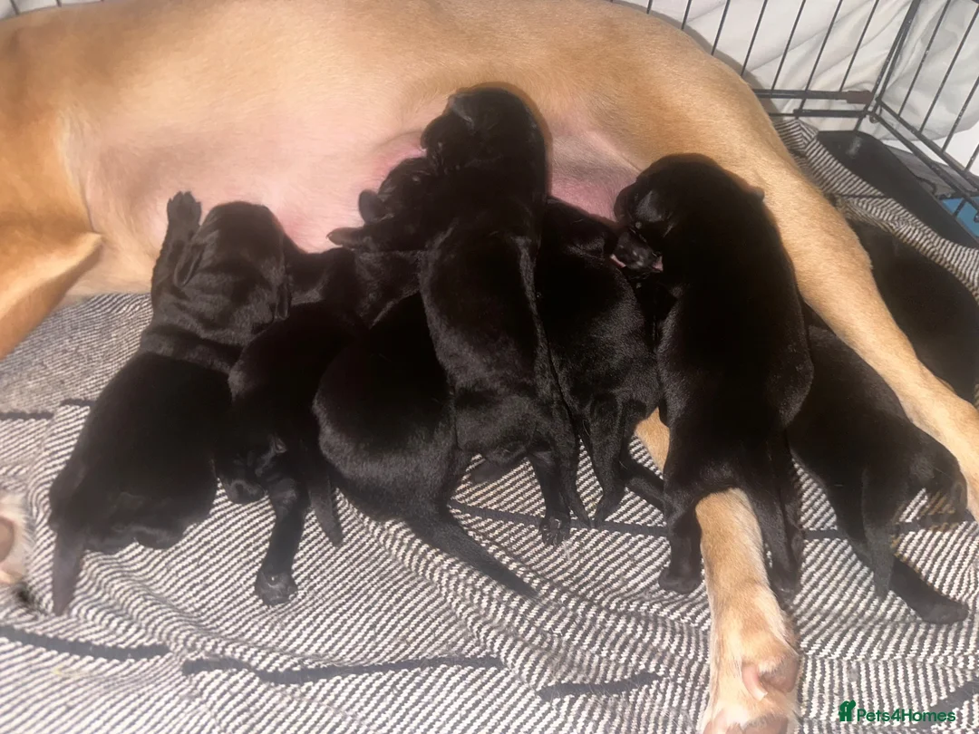 Labrador Retriever dogs for sale: KC registered Labrador retrievers  - Advert 1