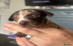 Mixed Breed dogs for sale: Girl chiweenie  - Image 8