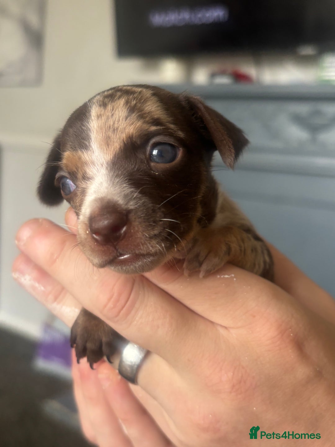 Mixed Breed dogs for sale: Girl chiweenie  - Image 8