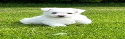 West Highland Terrier dogs for sale: Adorable West Highland terrier puppies - Advert 4