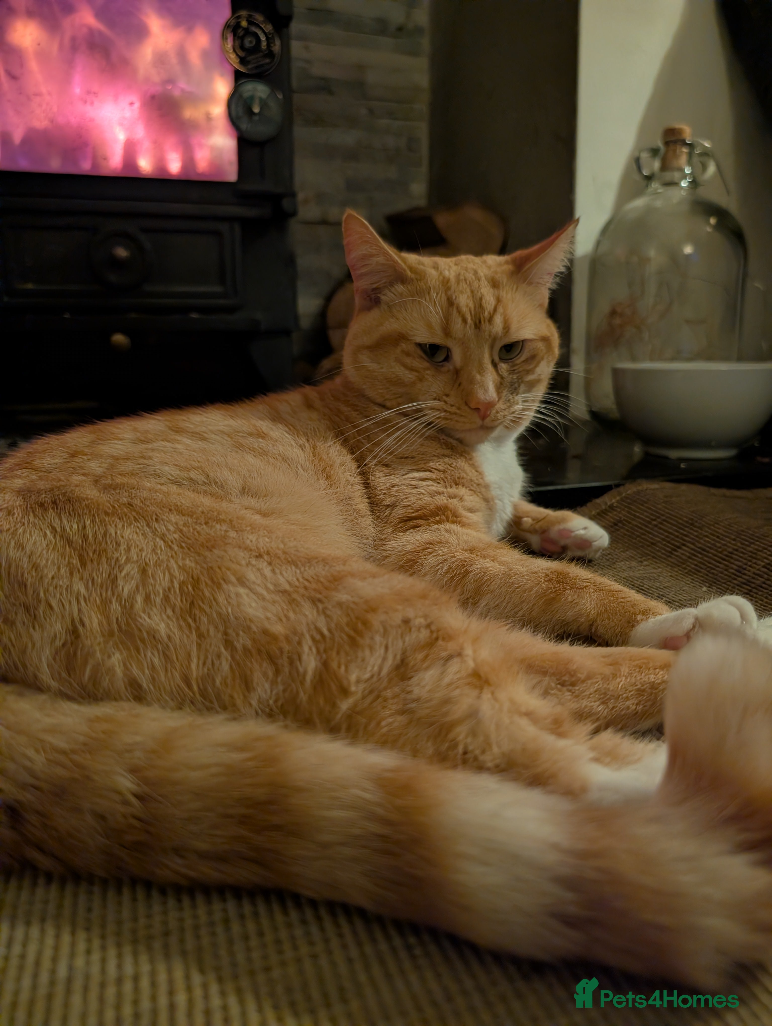 Mixed Breed cats Ginger part Asian male for stud - Advert 1