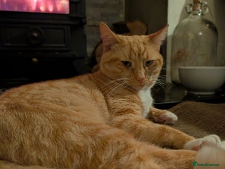 Mixed Breed cats Ginger mixed breed male for stud - Advert 1