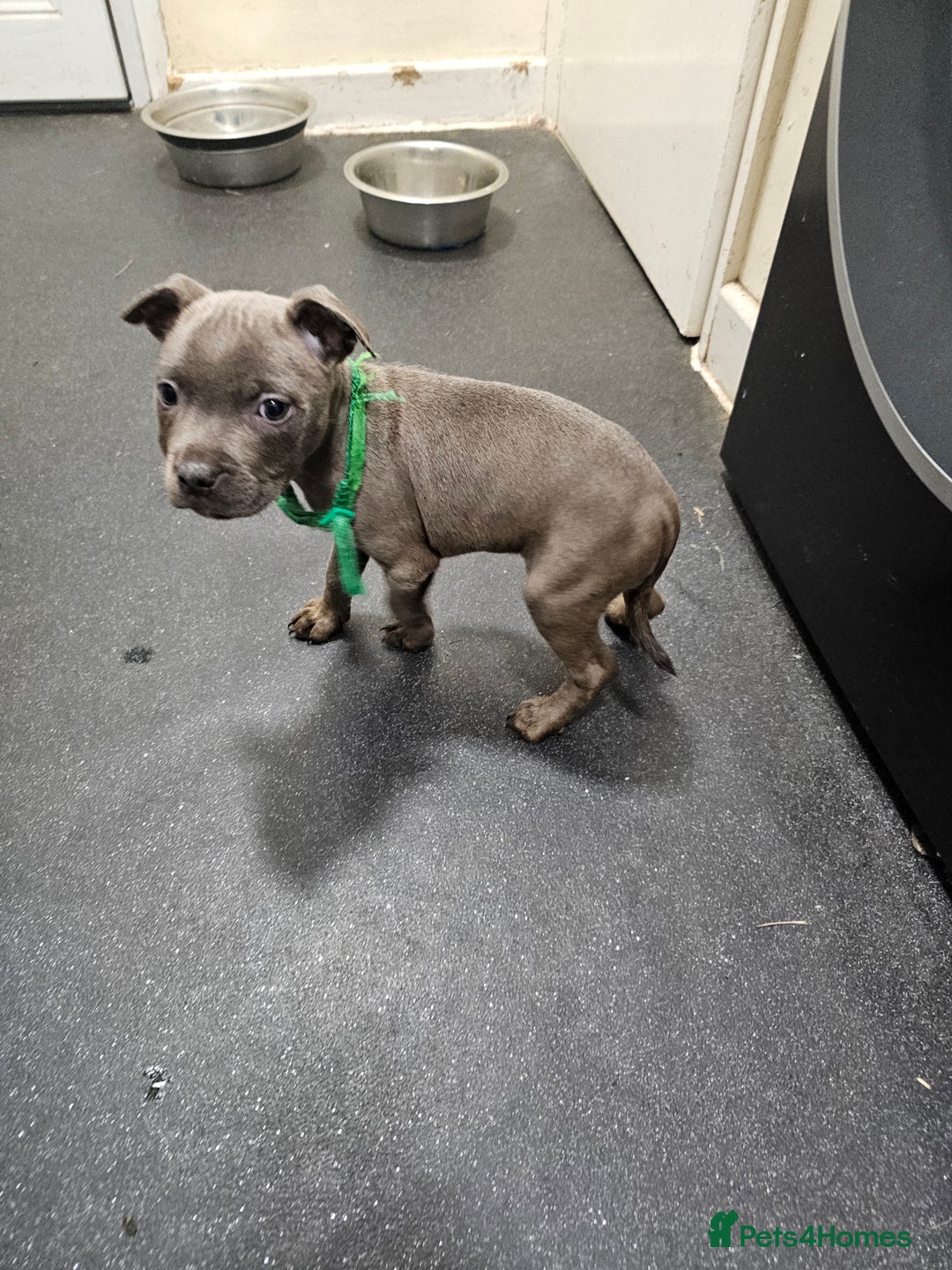 Staffordshire Bull Terrier dogs for sale: blue staffy puppies  - Image 7