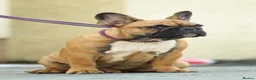 French Bulldog dogs for stud: Champion French Bulldog Import Available for Stud - Advert 2