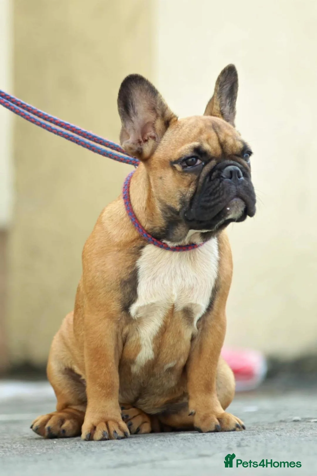 French Bulldog dogs for stud: Champion French Bulldog Import Available for Stud - Advert 2